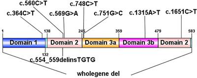 Genotype and phenotype spectrum of 10 children with STXBP1 gene-related encephalopathy and epilepsy